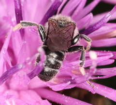 Lasioglossum