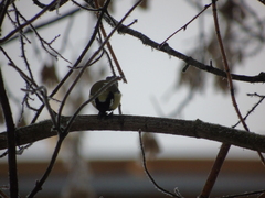 Parus major