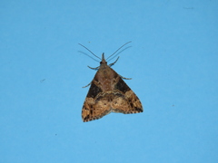 Hypena obsitalis