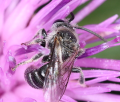 Lasioglossum