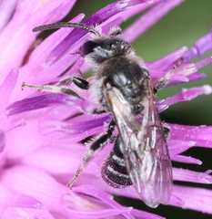 Lasioglossum