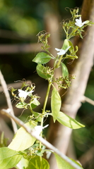 Rhinacanthus nasutus