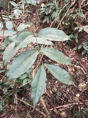 Strychnos cathayensis