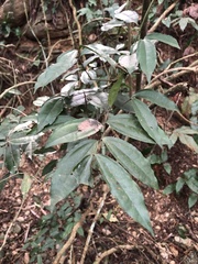 Strychnos cathayensis