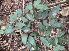 Strychnos cathayensis