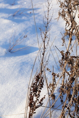 Rumex pseudonatronatus