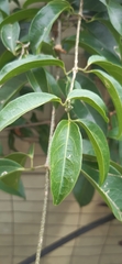 Bignonia callistegioides
