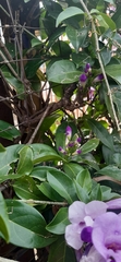 Bignonia callistegioides