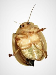 Paropsisterna crocata