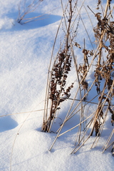 Rumex pseudonatronatus