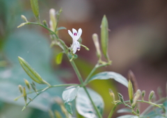 Andrographis paniculata