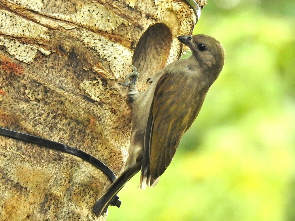 Honeyguides