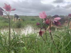 Crinum campanulatum