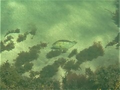 Notolabrus parilus