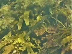 Olisthops cyanomelas