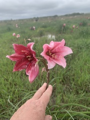 Crinum campanulatum