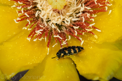 Acmaeodera