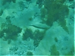 Sillaginodes punctatus