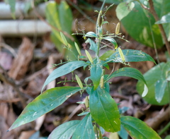 Andrographis paniculata