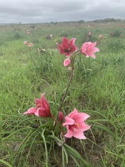 Crinum campanulatum