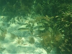 Helotes octolineatus