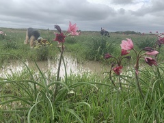 Crinum campanulatum