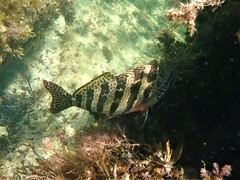 Goniistius rubrolabiatus