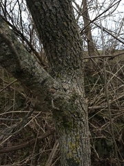 Acer negundo