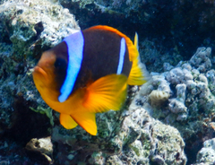 Amphiprion bicinctus