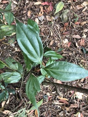 Cinnamomum osmophloeum