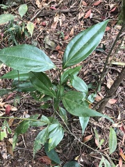 Cinnamomum osmophloeum