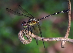 Micrathyria spinifera