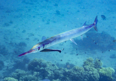 Tylosurus crocodilus