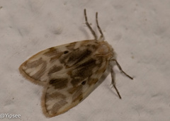 Schistophleps bipuncta