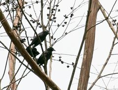 Compsothraupis loricata