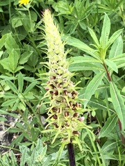 Pedicularis