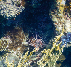 Pterois cincta