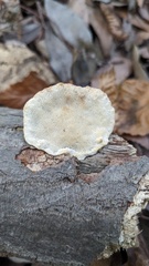 Trametes orientalis