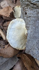 Trametes orientalis