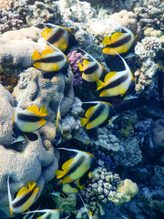 Heniochus intermedius