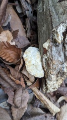 Trametes orientalis