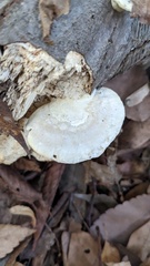 Trametes orientalis