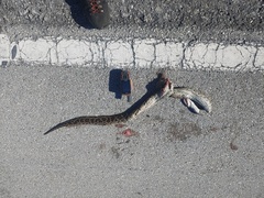Python bivittatus
