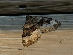 Xanthorhoe lacustrata