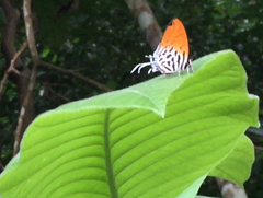 Drupadia ravindra moorei