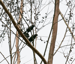 Compsothraupis loricata