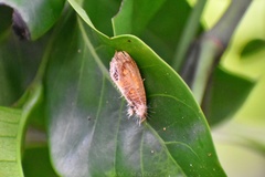 Pilipectus prunifera