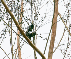 Compsothraupis loricata