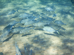 Caranx sexfasciatus