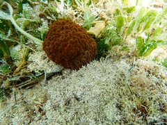 Phlyctenactis tuberculosa
